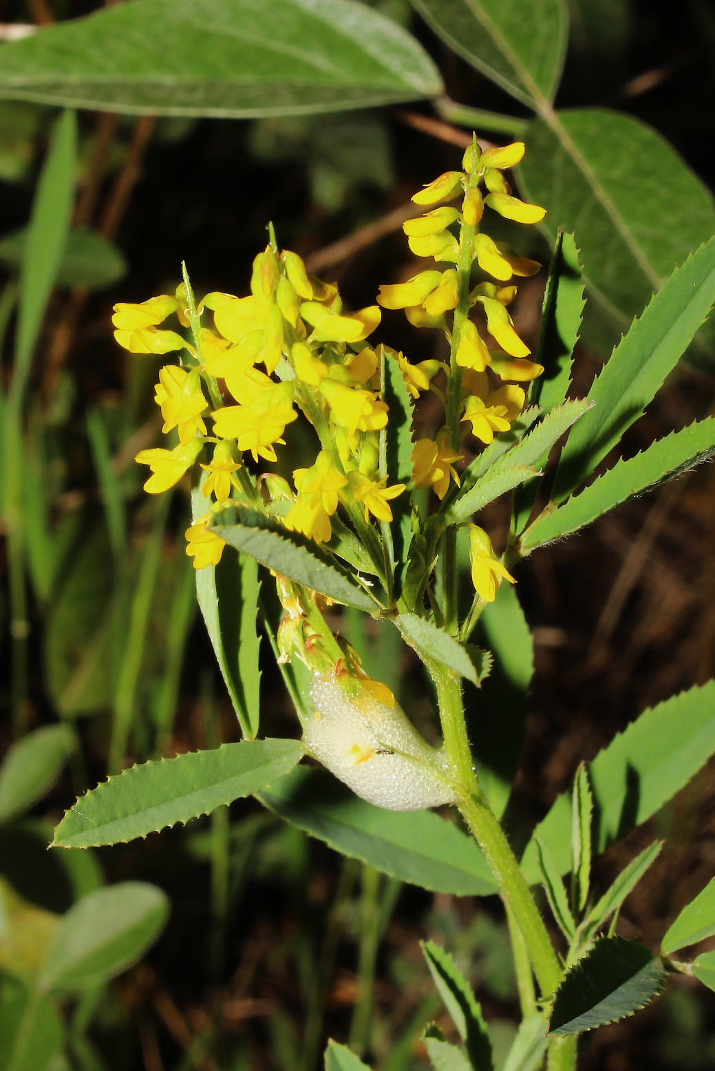 Fabacea 2 da determinare - Melilotus sp.